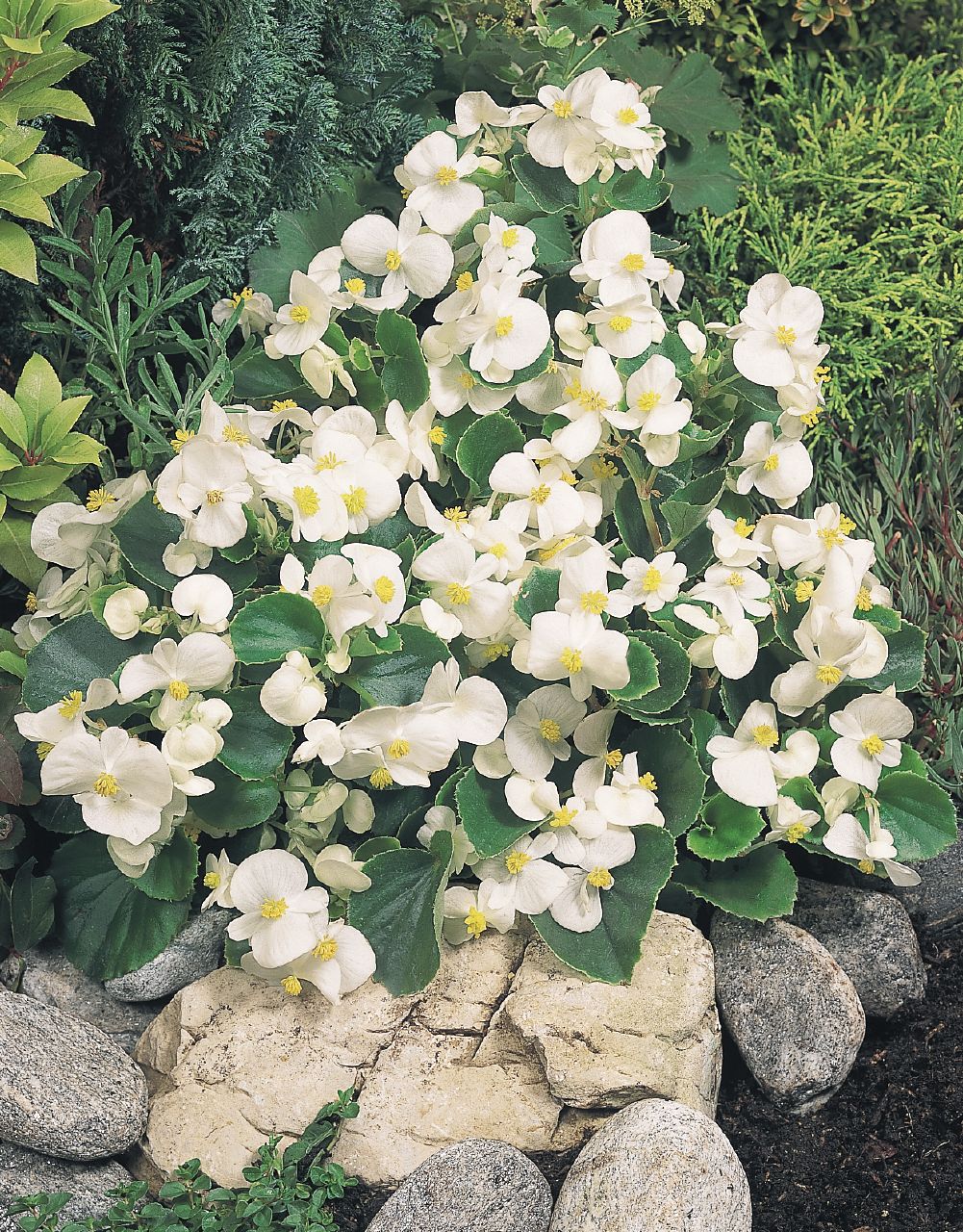 B. ‘Olympia White’
